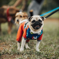 Dog Walk (30 min)