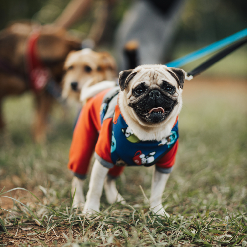 Dog Walk (30 min)